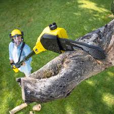 Trusted Apple Mountain Lake, VA Tree Care Experts