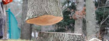 Best Tree Mulching  in Apple Mountain Lake, VA