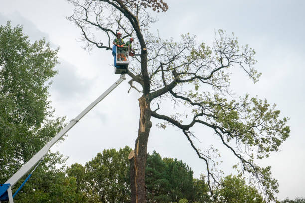 Best Tree Maintenance Programs  in Apple Mountain Lake, VA