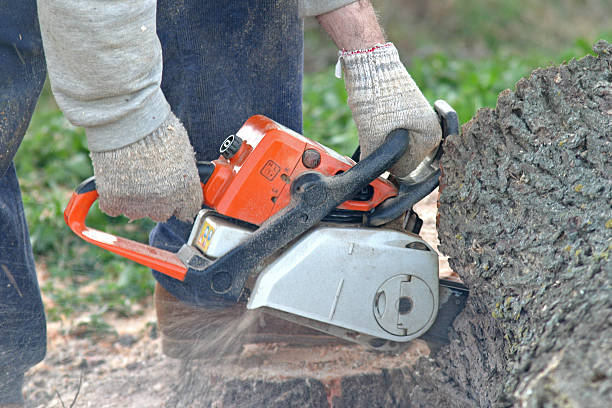 Lawn Renovation and Restoration in Apple Mountain Lake, VA