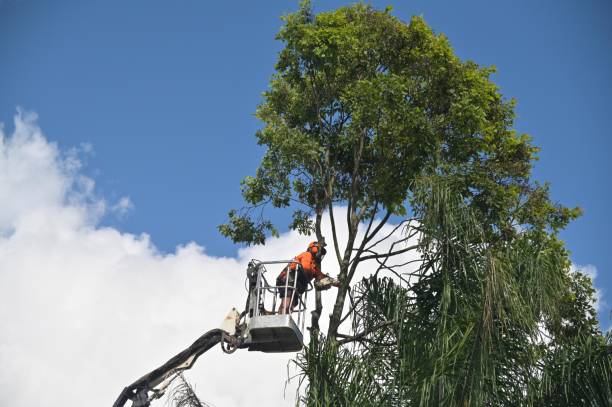 Best Stump Grinding and Removal  in Apple Mountain Lake, VA