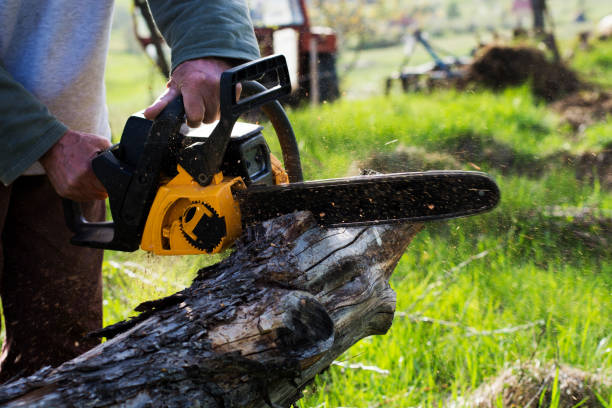 How Our Tree Care Process Works  in  Apple Mountain Lake, VA