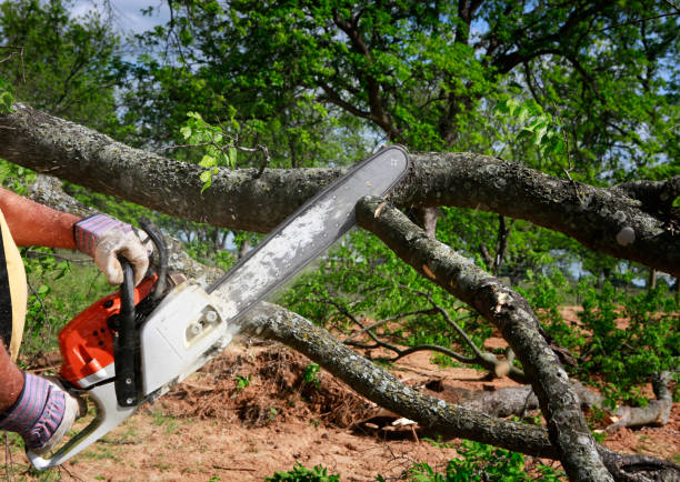 Best Storm Damage Tree Cleanup  in Apple Mountain Lake, VA